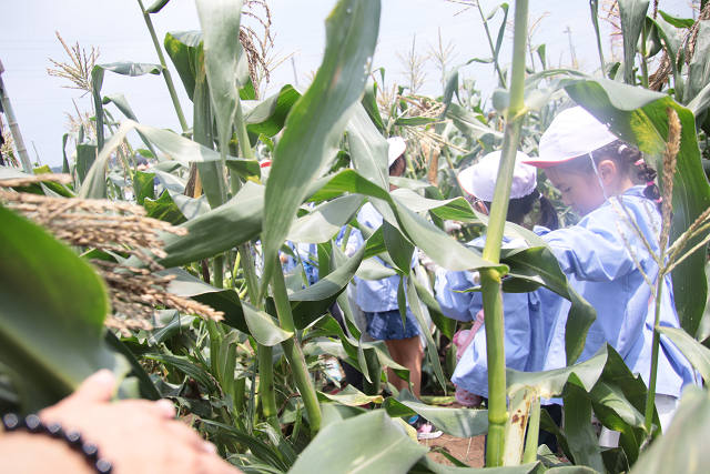 202507corn0226.jpg