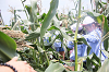 202507corn0226_thumb.png