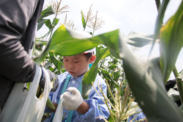 202507corn0228.jpg
