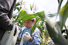 202507corn0228_thumb.png