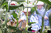 202507corn0231_thumb.png