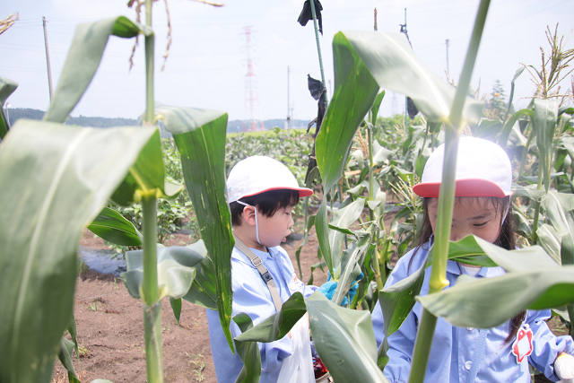 202507corn0233.jpg