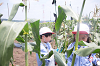 202507corn0233_thumb.png