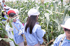 202507corn0234_thumb.png