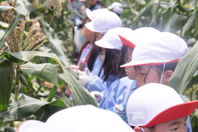 202507corn0239.jpg