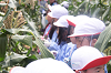 202507corn0239_thumb.png