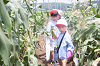 202507corn0247_thumb.png