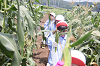 202507corn0248_thumb.png