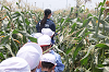 202507corn0250_thumb.png