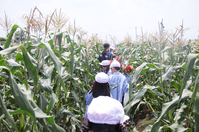 202507corn0252.jpg
