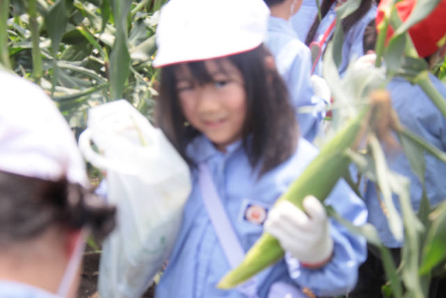 202507corn0254.jpg