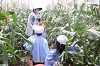 202507corn0257_thumb.png