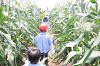 202507corn0258_thumb.png