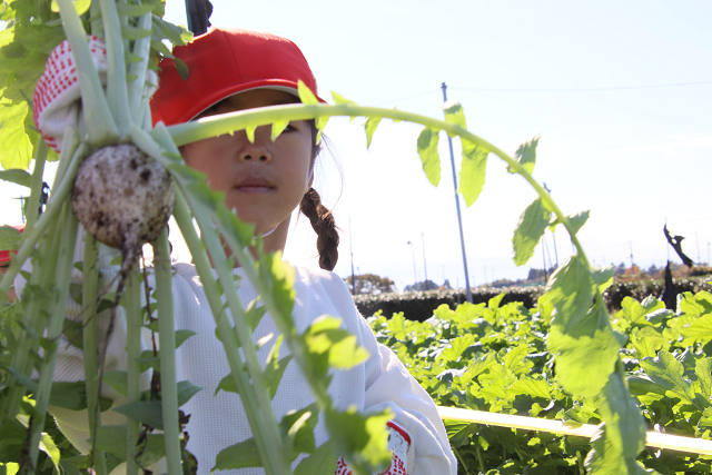 202511daikon0205.jpg