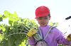 202511daikon0234_thumb.png