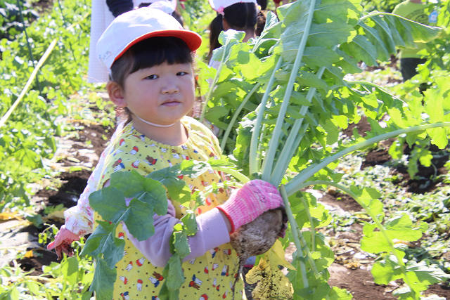 202511daikon0319.jpg