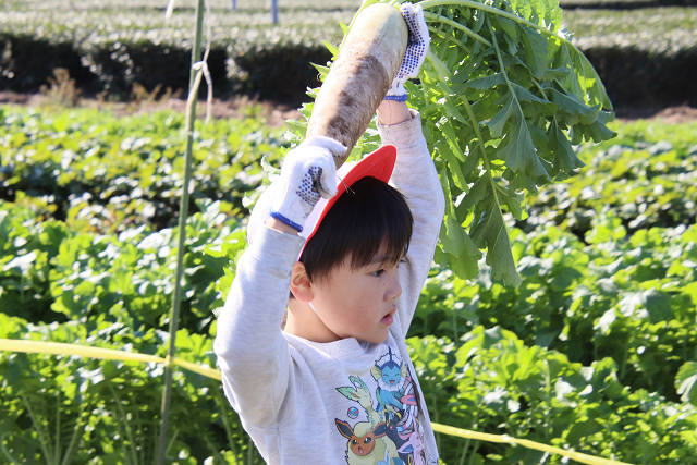 202511daikon0327.jpg