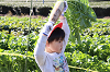 202511daikon0327_thumb.png