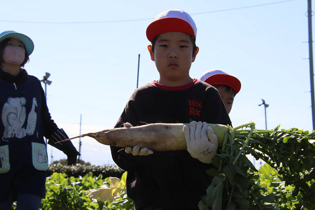 202511daikon0354.jpg