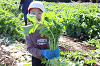 202511daikon0368_thumb.png