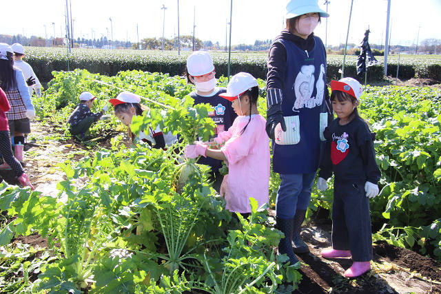 202511daikon0396.jpg