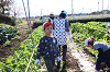 202511daikon0415_thumb.png