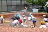 202606puruhiraki0362_thumb.png