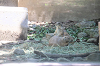 202606Ahamura0098_thumb.png