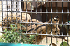 202606Ahamura0099_thumb.png