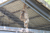 202606Ahamura0119_thumb.png