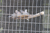 202606Ahamura0385_thumb.png