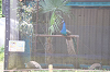 202606Ahamura0389_thumb.png