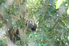 202606Ahamura0402_thumb.png